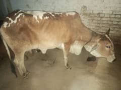 Cow for sale for EId