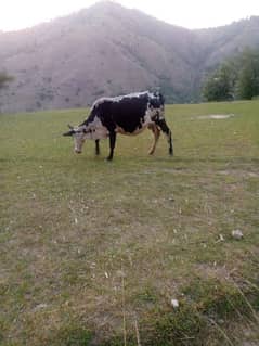 Ganaddan cow female price 170000