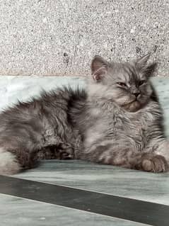 Persian cats and kittens