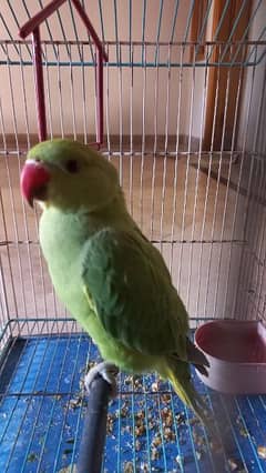 Assalamualaikum im selling green ring neck parrot 4 months age