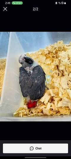 African grey parrot chiks far sale Whatsp please 0331/4489/359