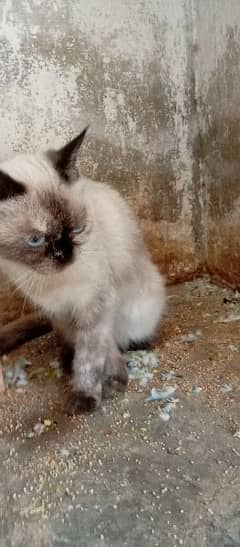 Himaliyan Cat Pregnant 1 month process remainig Age 1 year
