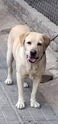 I want to sale my Labrador male