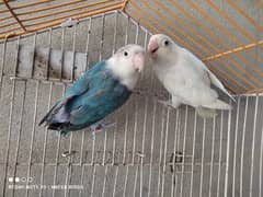 love bird ready to breed pair