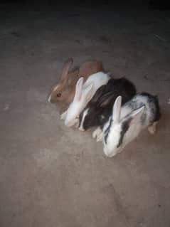 Rabbits Male & female age 6 month