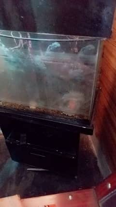 fish aqureium for sale