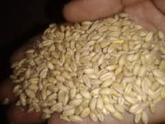 Pure wheat(Gandum) seeds for sale Rs. 3950 per 40 kg or mann