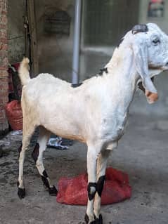 Goat Bakra for Qurbani in Beautiful white colour
