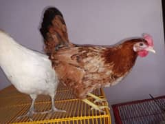 Pair of misri hens also laying eggs.