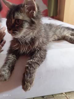 Persian Kittens Adoption