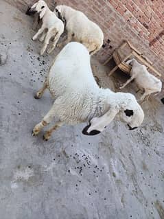 Kajla sheep for sale