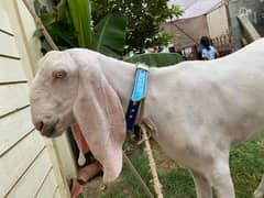 Pure Rajanpuri Goats