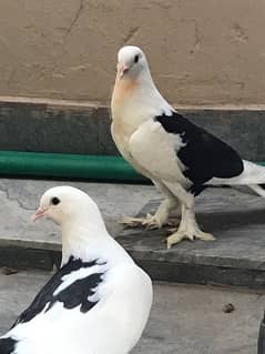 Sherazi pigeon pair