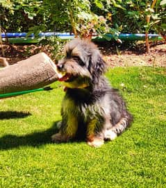 Tibetan terrier's male / female puppies available for sale