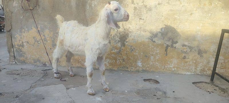 milking goat with male child 0