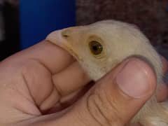 white Heera Aseel chicks 2 mounth