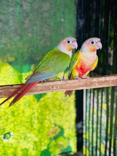 healthy Parrots Nail tail flying all clear