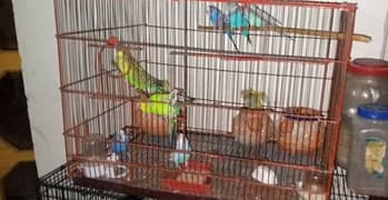 Iron cage for birds