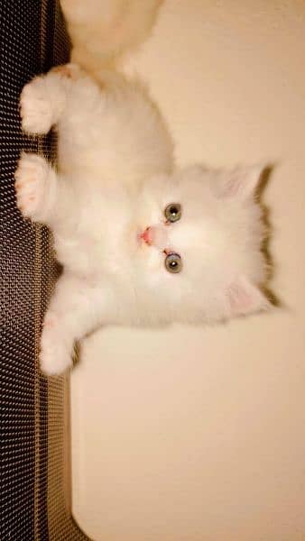 Persian cat/Persian kittens/kittens for sale 4