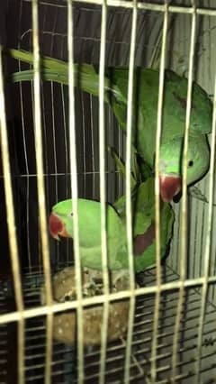 Raw Kashmiri Pahadi Pair Pahari Pair Parrot Alexandarine parakeet pair