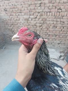 sawa phata home breed mianwali 03266936211