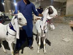 Good Breed Quality Goats for Sale
