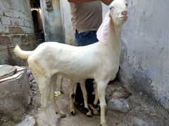 Pure rajanpuri goat path bakri & pure pateri bakri