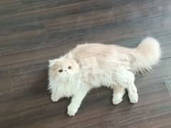 Top Quality Piki/ peki/ peke Male Persian Kitten/cat triple coated fur