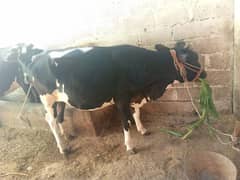 Healthy Cow for Qurbani