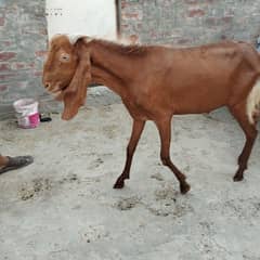 Special Eid-ul-Adha Goat Sale
