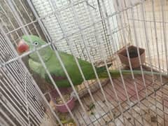 Raw Parrot 4 months