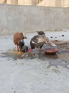 Golden Turkey Pair with chicks full active and vaccinated