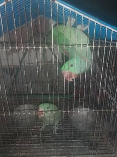 parrot sale