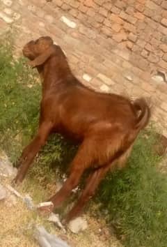 donda bakra  or. path for sale (03329545506) call