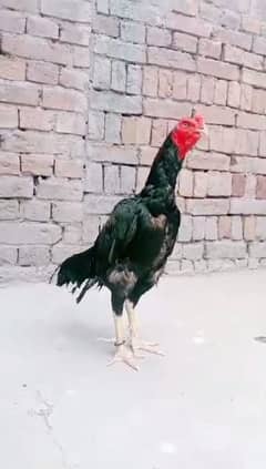 High quality Aseel murga murgi phata hen rooster Miyawali breed