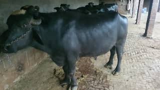 buffalo for sale. bareder ha heavy nasal ka: