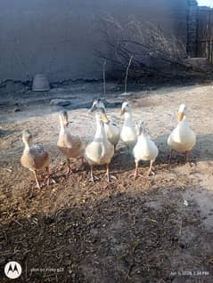 Ducks pairs for sale