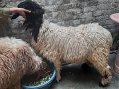 Chatra For Sale / Bakra / Goat For Sale / Qurbani ka janwar