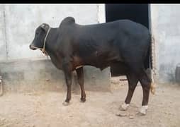 Wacha/ bull qurbani beautiful and desi . . 160 kg and 200 kg weight
