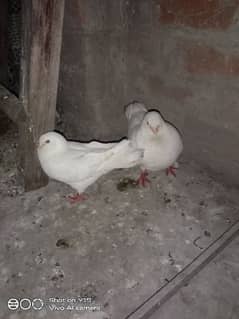king kabooter urgent sale breeder pair and blue fisher lovebird male
