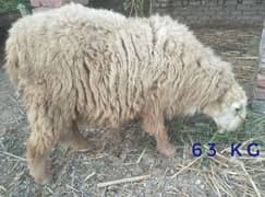 Sheep, bher dumba, for sale