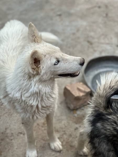 husky puppies , white and brown husky puppies 14