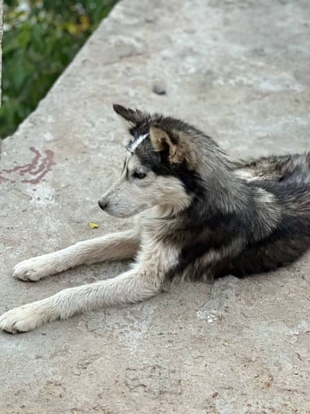 husky puppies , white and brown husky puppies 15