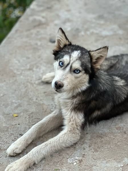 husky puppies , white and brown husky puppies 16