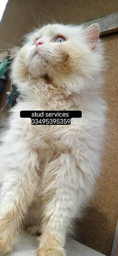 male cat for stud service