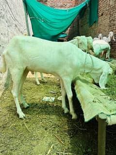 goats (Bakry) Rajanpuri pink