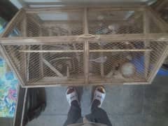 Parrot for sale with cage