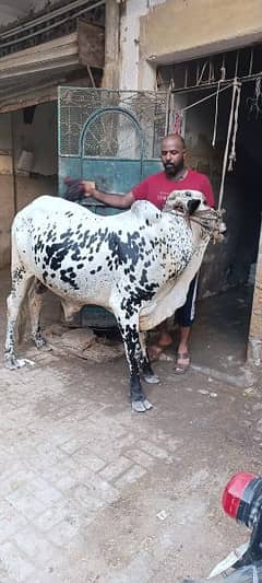 two cows for sale one for 3.6lac and both for 7.2 lac