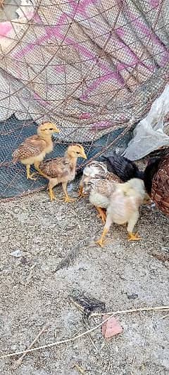aseel shajri murji with 7 chicks