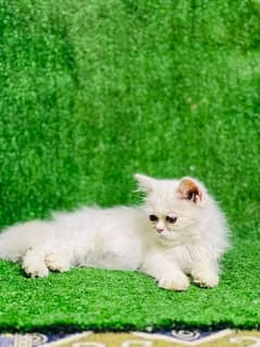 home breed punch face female Persian kitten for sale (03035935312)